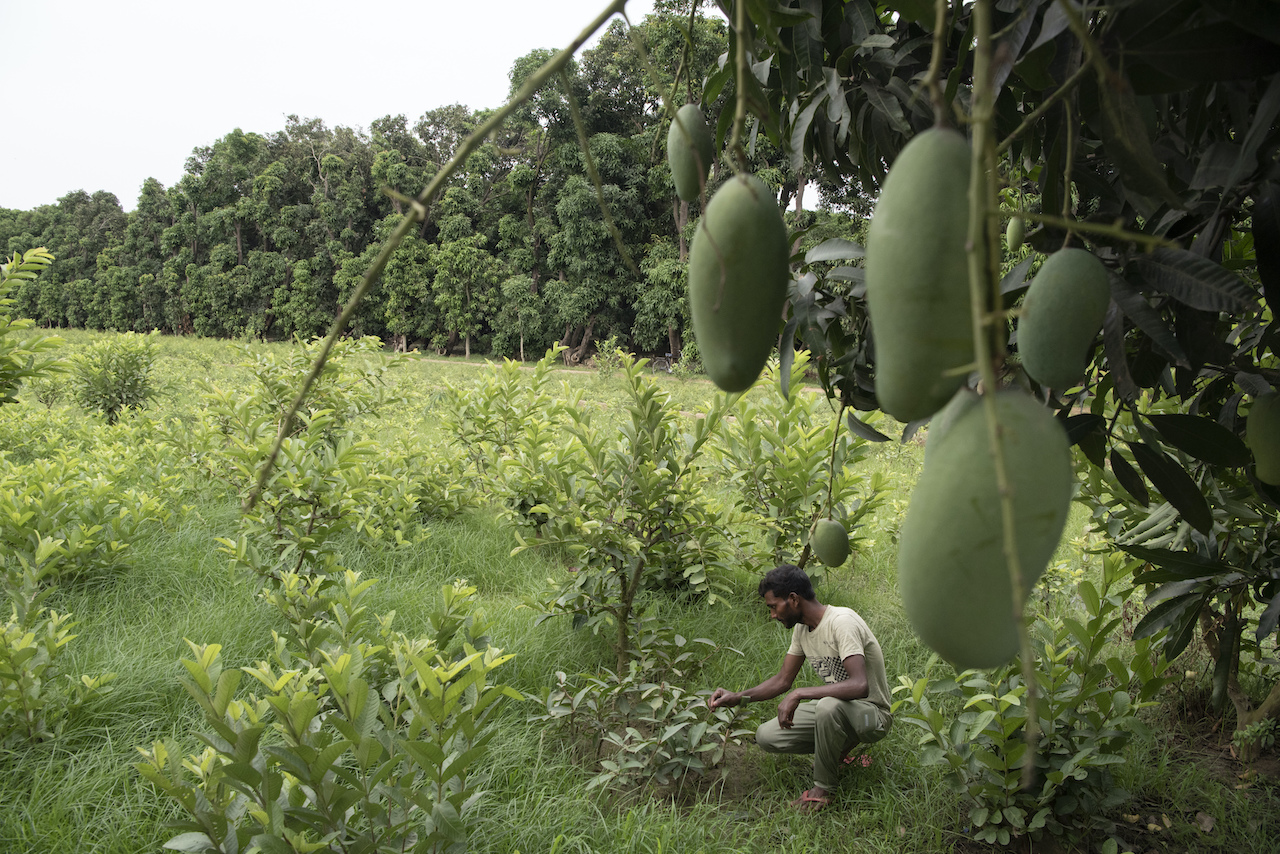 Lloran a una víctima de la ola de calor: el mango, el rey de las frutas de la India