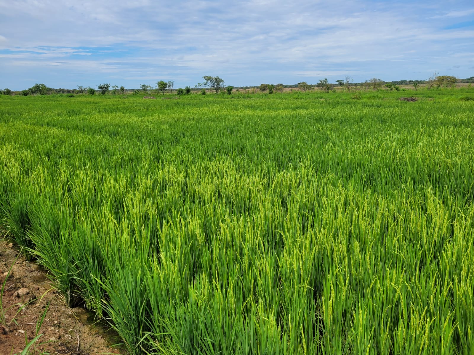 Este año hay más arroz sembrado que a la misma fecha del 2021