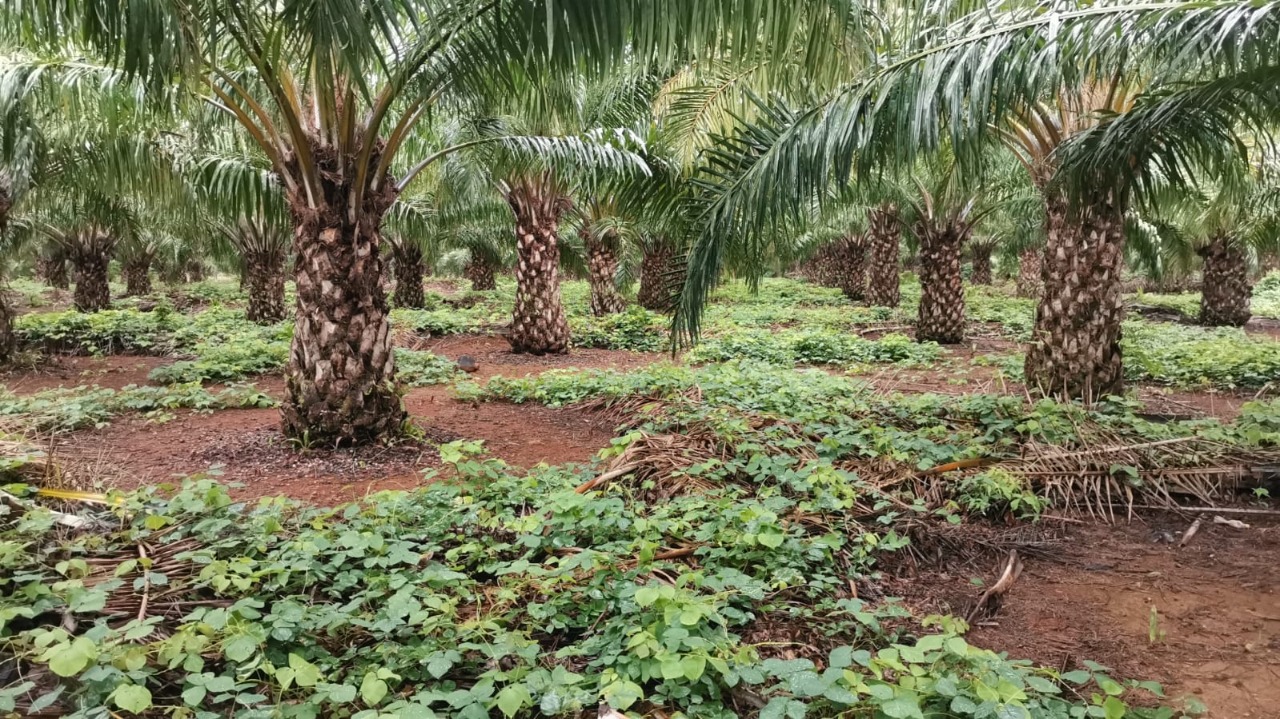 Por primera vez en Panamá, certificada una finca productora de palma aceitera sostenible