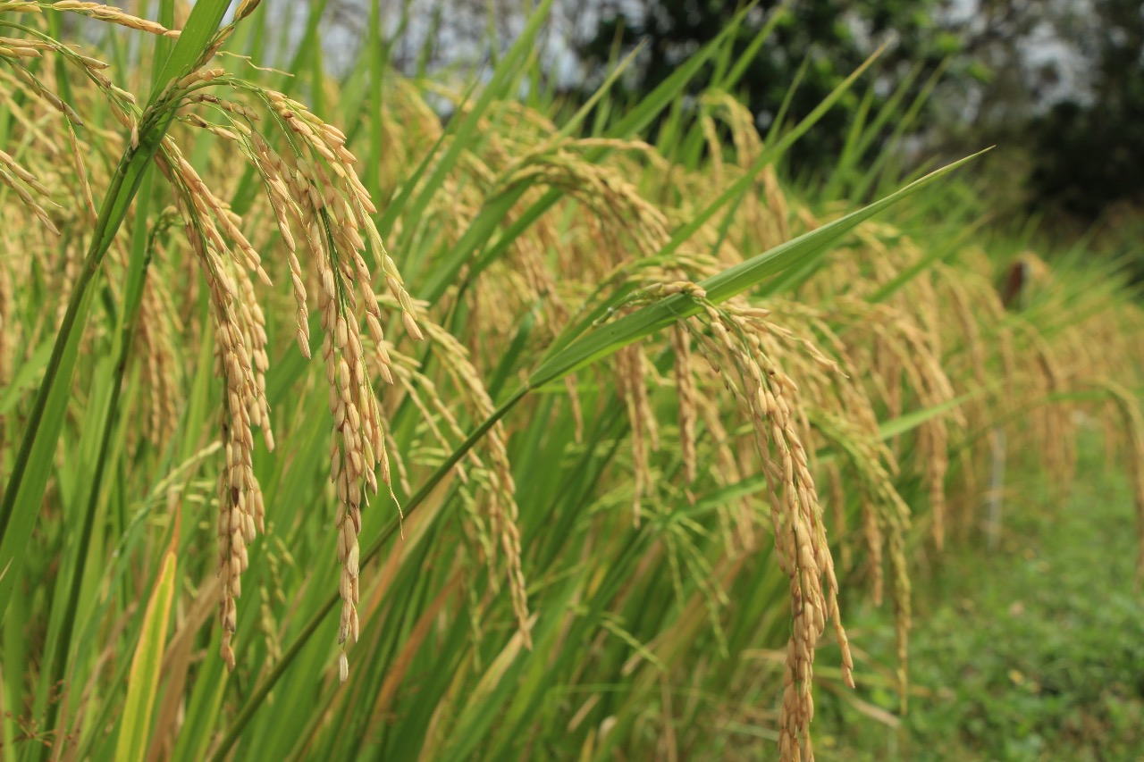 Chiriquí, Panamá Este y Veraguas, encabezan siembra de arroz en el país