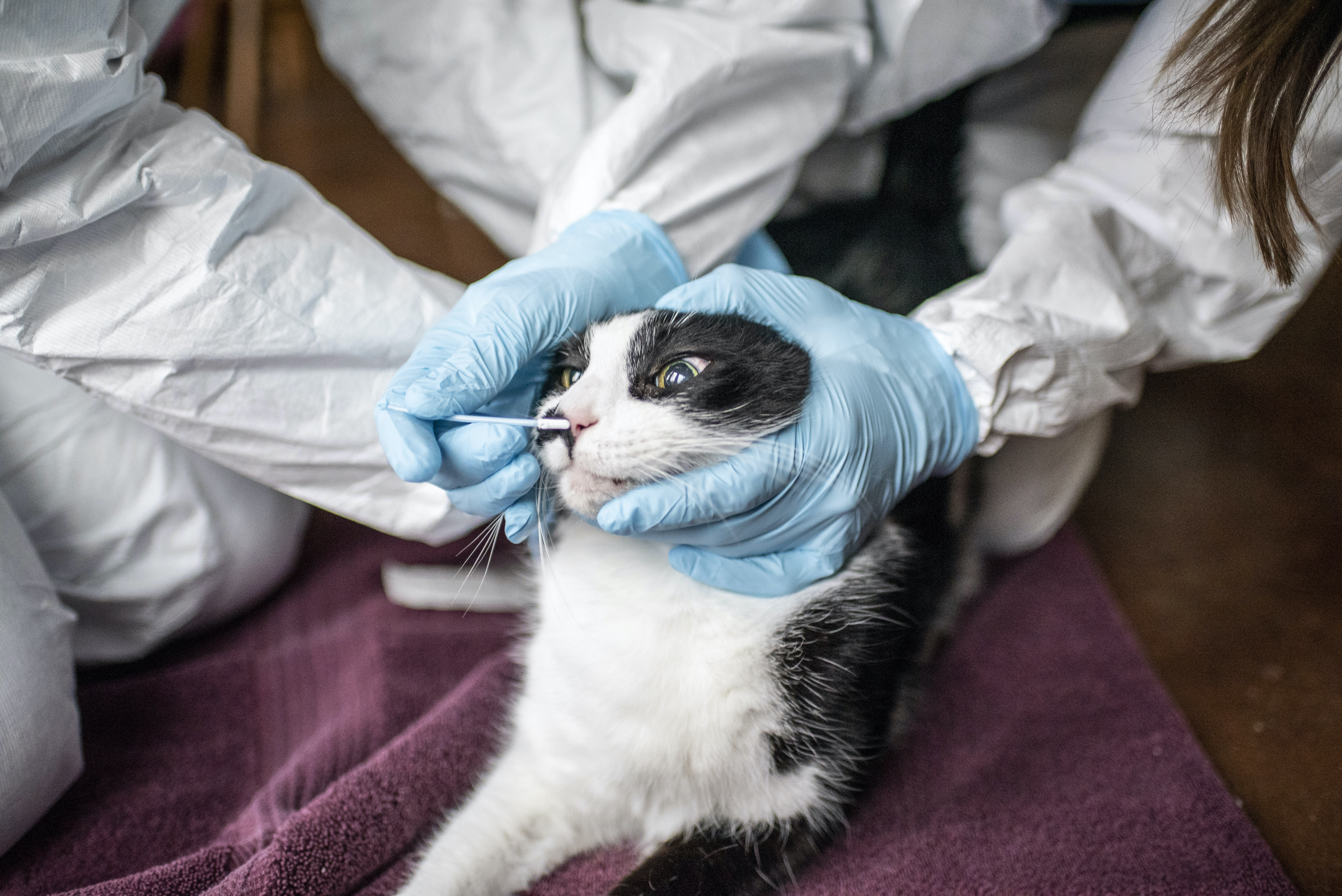 Un nuevo estudio es el primero en documentar la posibilidad de que los gatos transmitan el coronavirus al ser humano