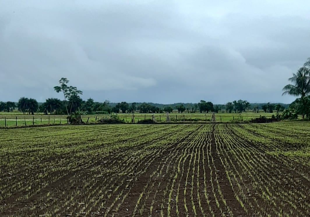 Crecen las hectáreas de arroz sembradas en Panamá, según monitoreo semanal del MIDA