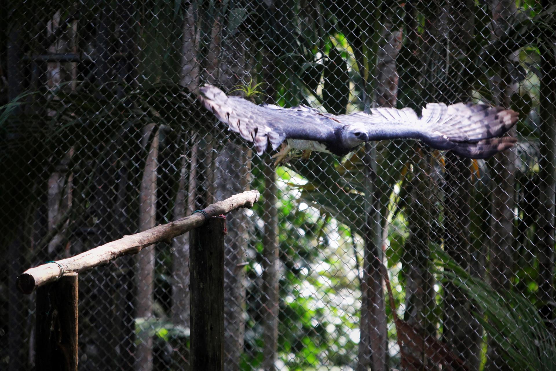 El águila harpía, el ave emblema de Panamá traficada en el mercado negro
