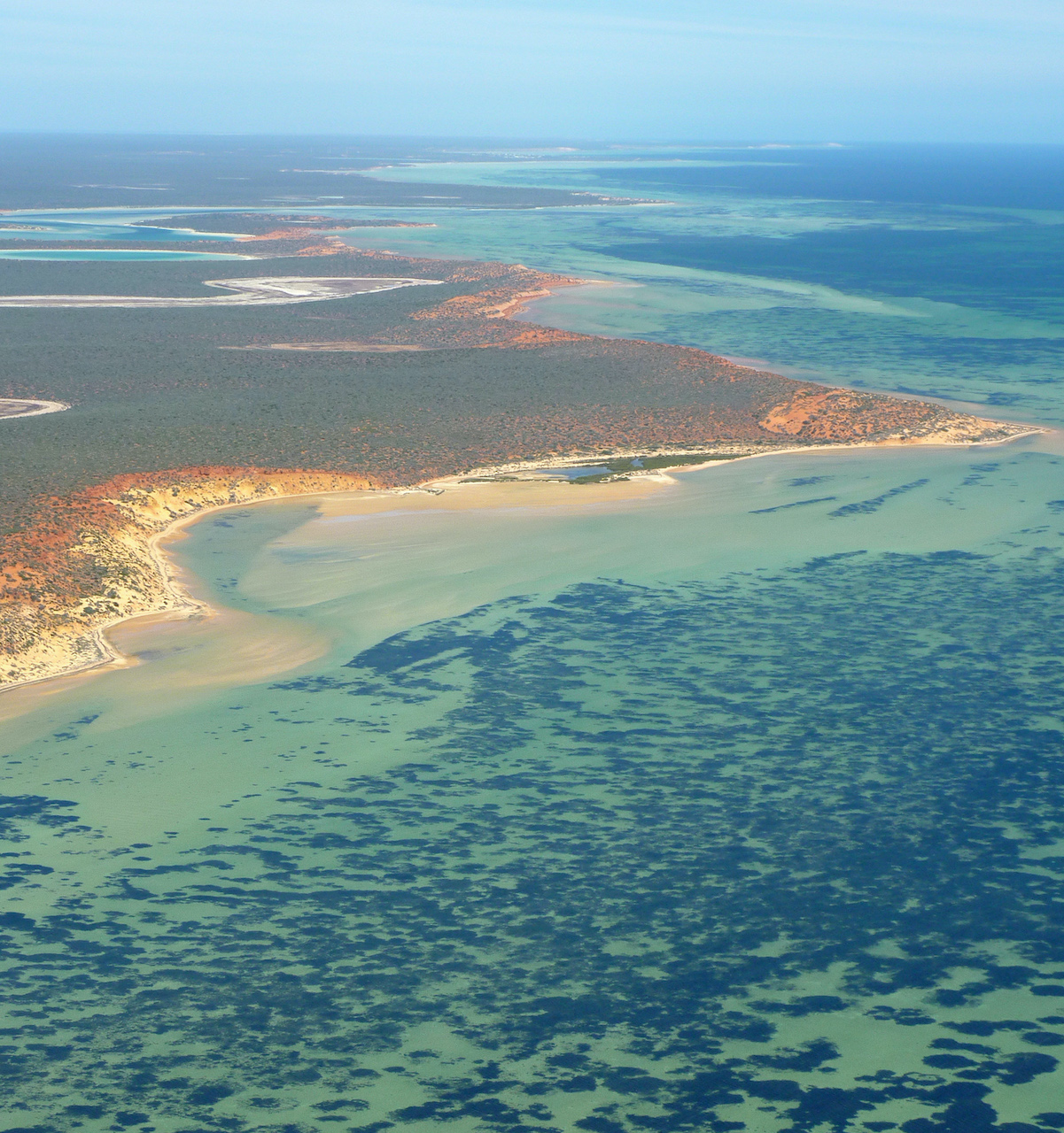 La planta más grande del mundo es una pradera marina australiana que se autoclona