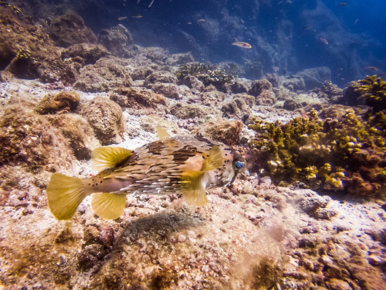Panamá cuenta con una Ley sobre protección de arrecífes y ecosistemas asociados