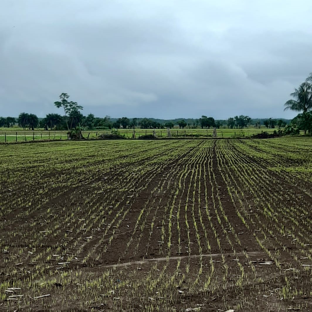 Continúa a buen ritmo siembra de arroz para este ciclo agrícola 2022-2023
