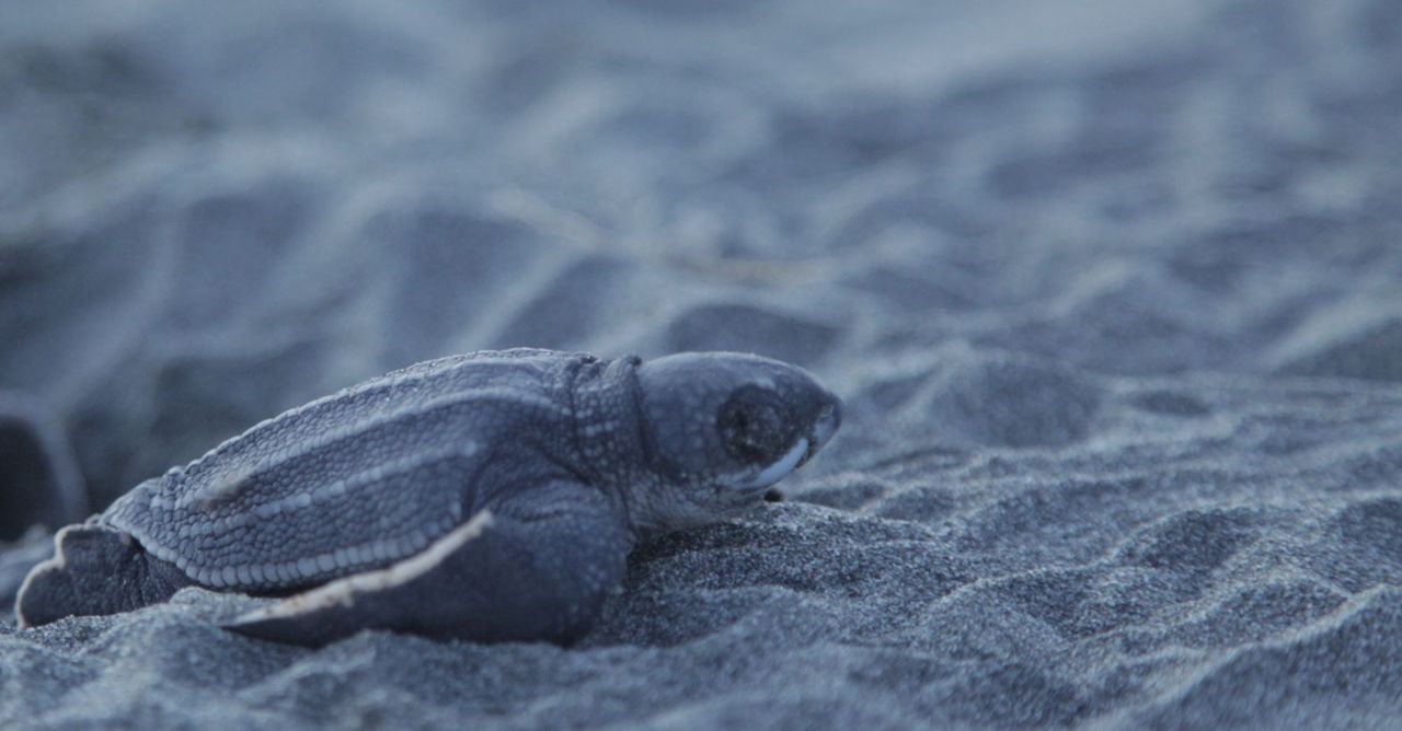 Conservan tortugas marinas en zona minera