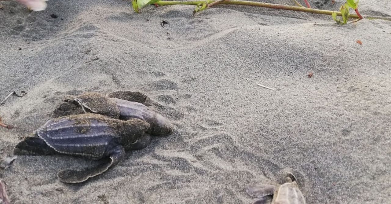 Protección a tortugas marinas
