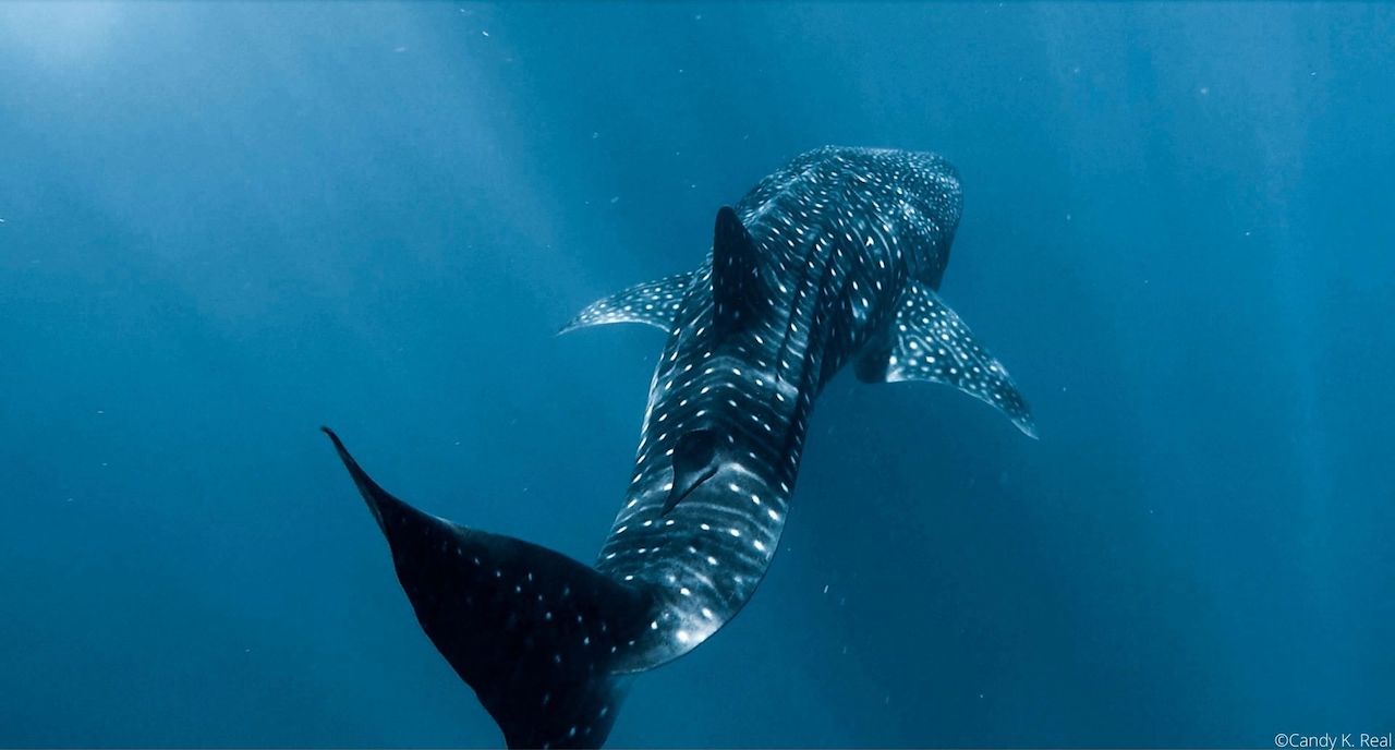 ¿En qué andan los tiburones ballena?