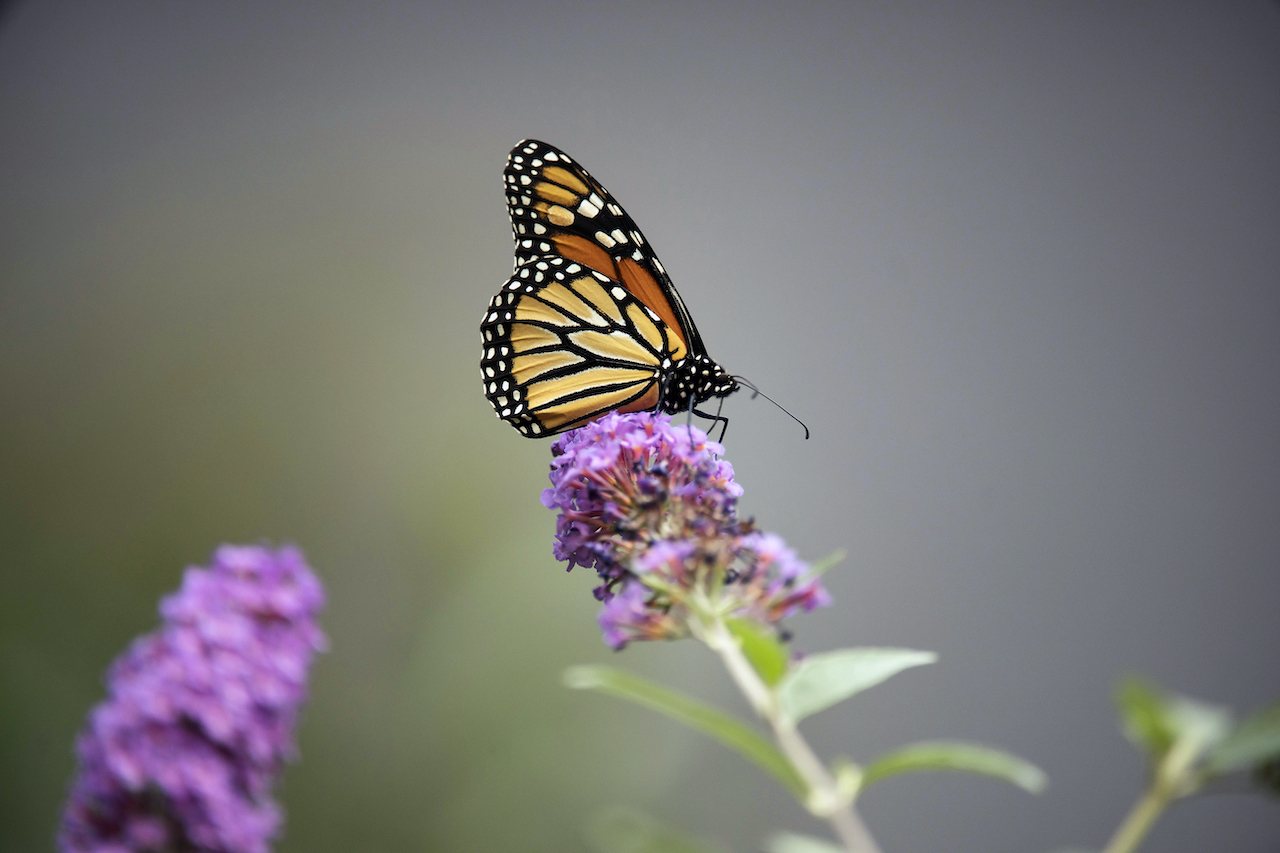 Las mariposas monarca ya están en la lista de especies en peligro de extinción