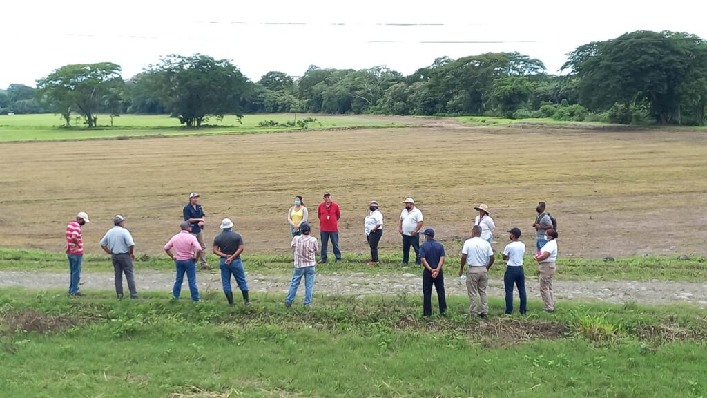 FLAR destaca la importancia del cultivo de arroz para la seguridad alimentaria en Latinoamérica