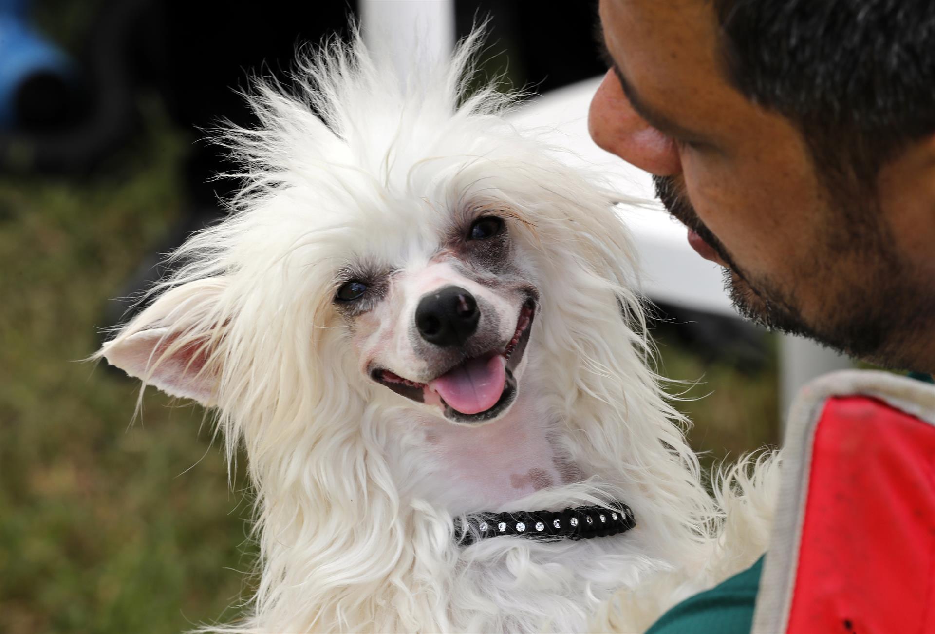 Una expo canina internacional muestra en La Habana ejemplares de 33 razas