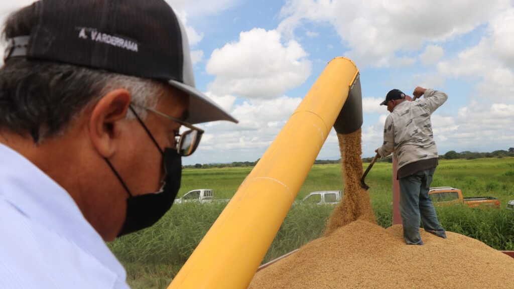 Presentan informe de la producción de arroz en Panamá