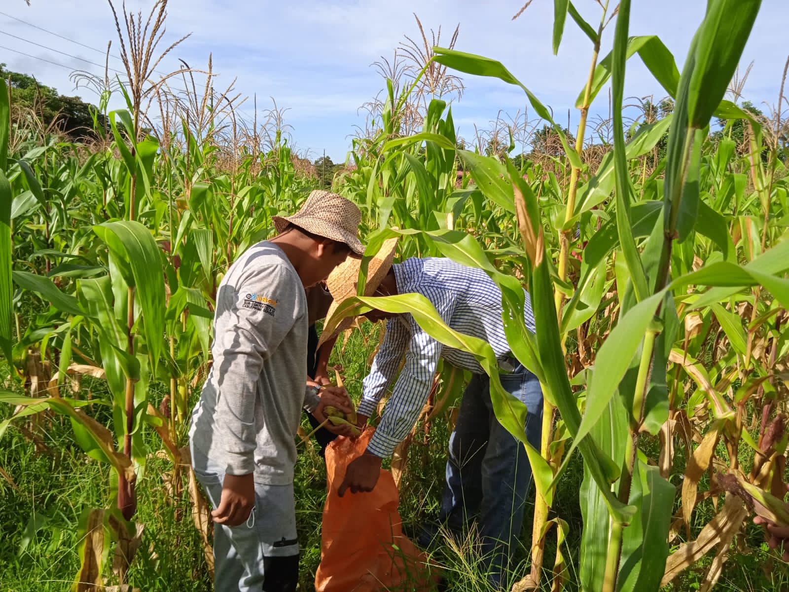 Instituto Carmen Conte Lombardo compartió cosecha de maíz con otros centros educativos