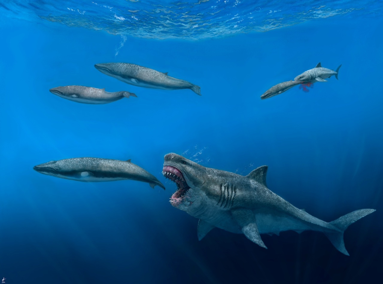 Nuevo modelo 3D muestra que un megalodón podría comer presas enteras del tamaño de orcas