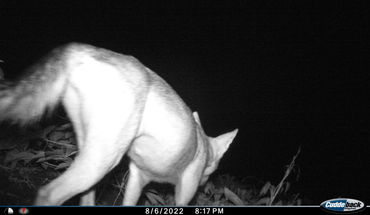 Cámaras trampa evidencian la llegada de coyotes al Hatillo de Pesé