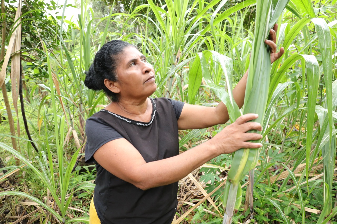 Residentes en Panamá Este producen alimentos en granjas autosostenibles