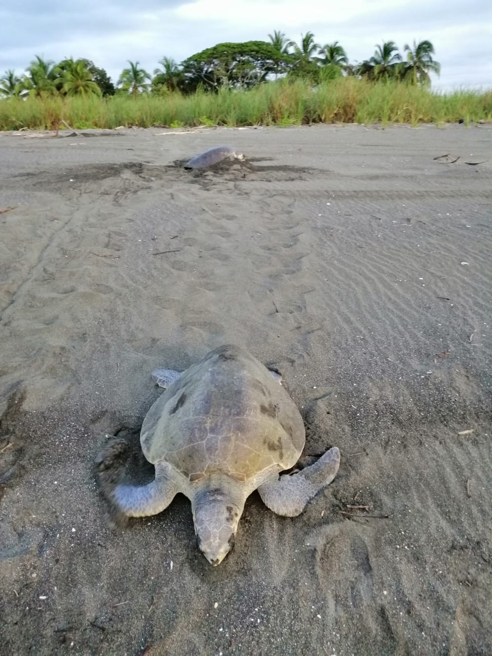 Unas 2, 500 tortugas marinas arriban a Isla Cañas