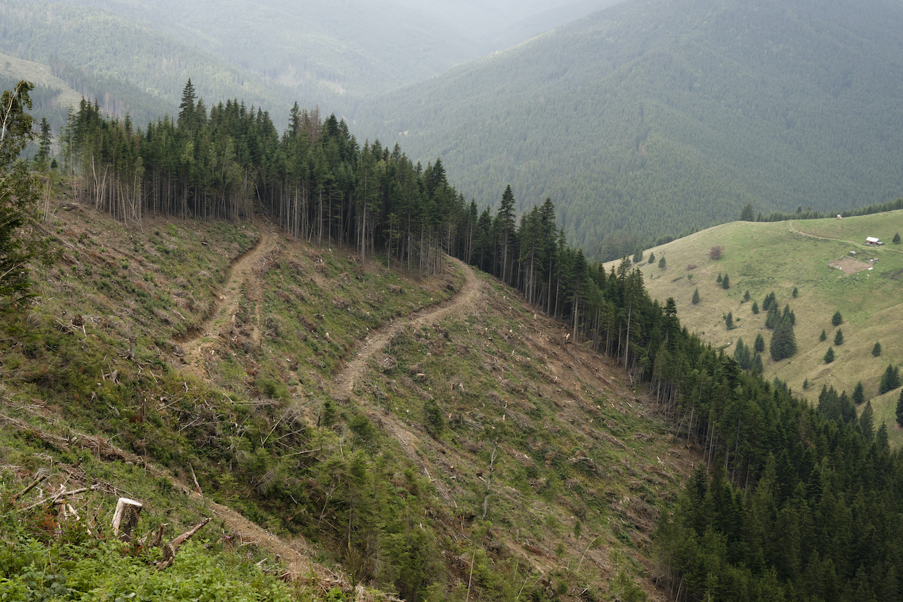 Europa sacrifica bosques