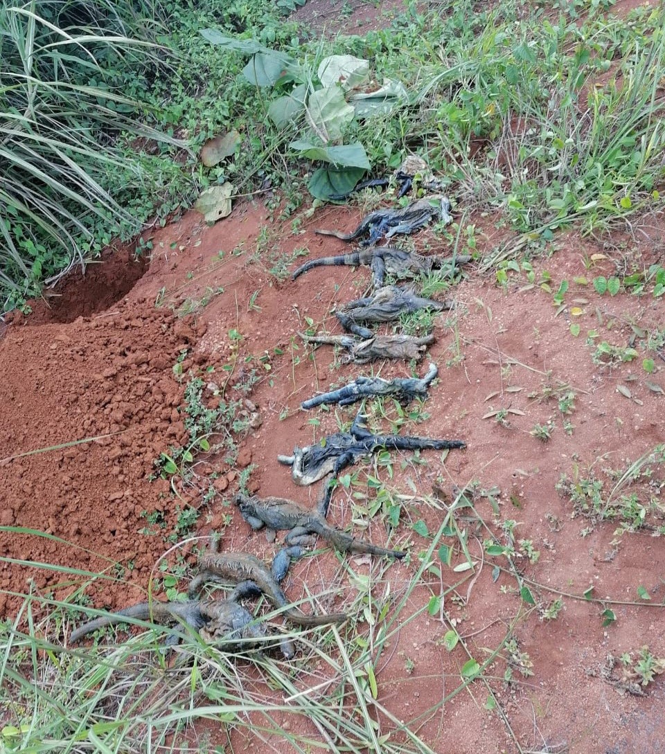 Encuentran 10 iguanas verde muertas en una quebrada en La Mitra de La Chorrera