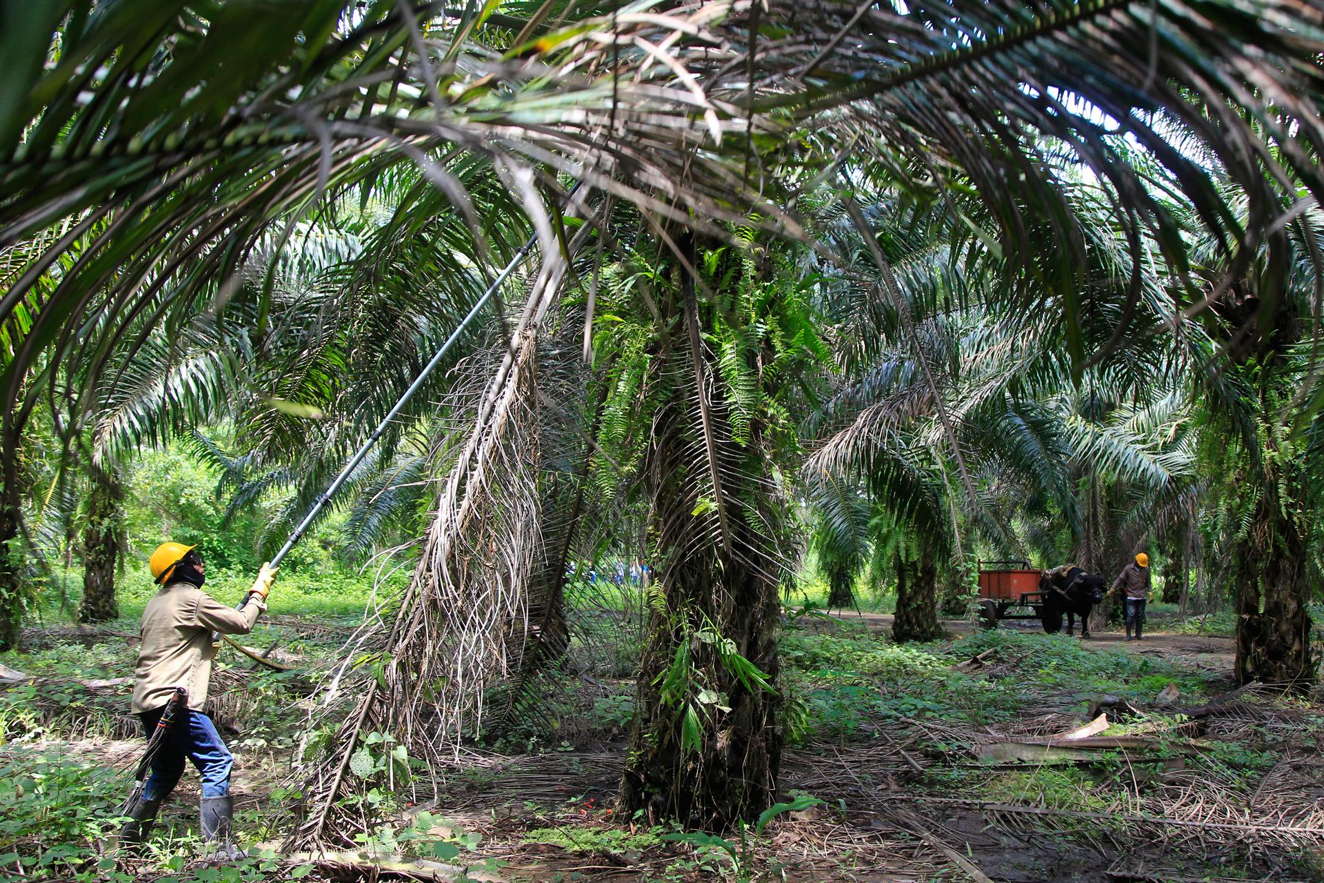Productores de palma se asoman al ecoturismo y la conservación medioambiental