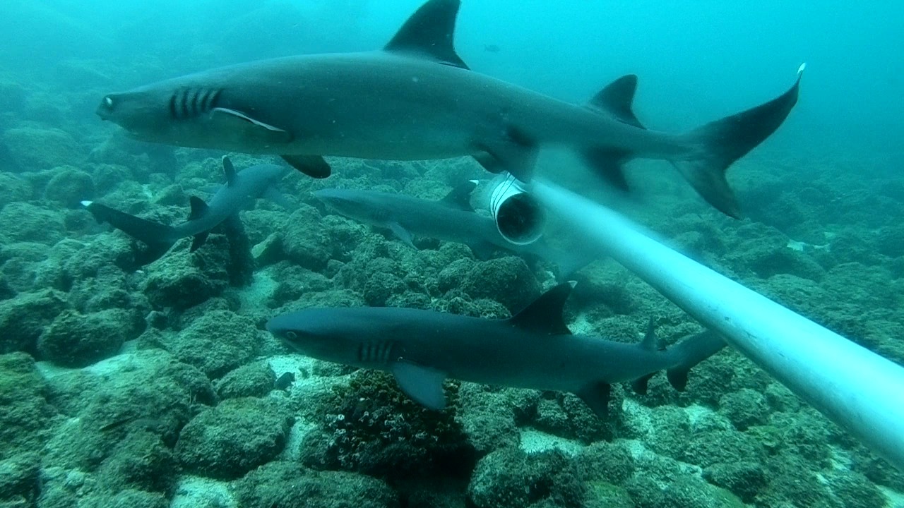 Veraguas incursiona en monitoreos de tiburones en el Parque Nacional Coiba
