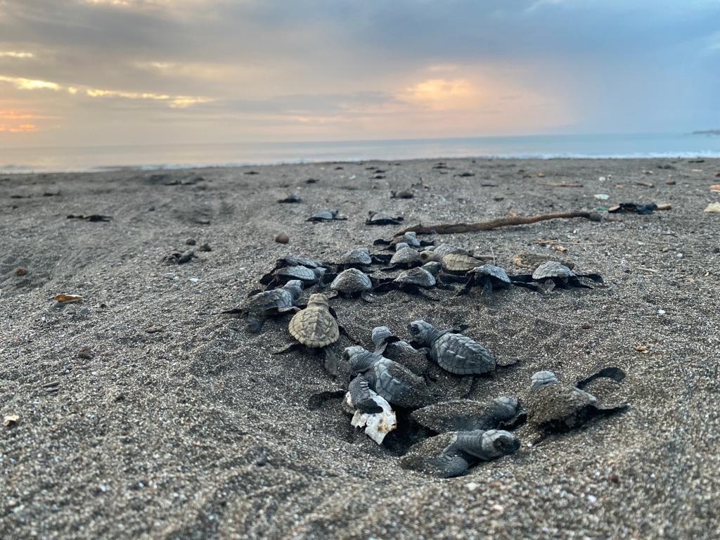 Más de 3 mil 800 neonatos de tortugas marinas son liberados al mar en Isla Cañas