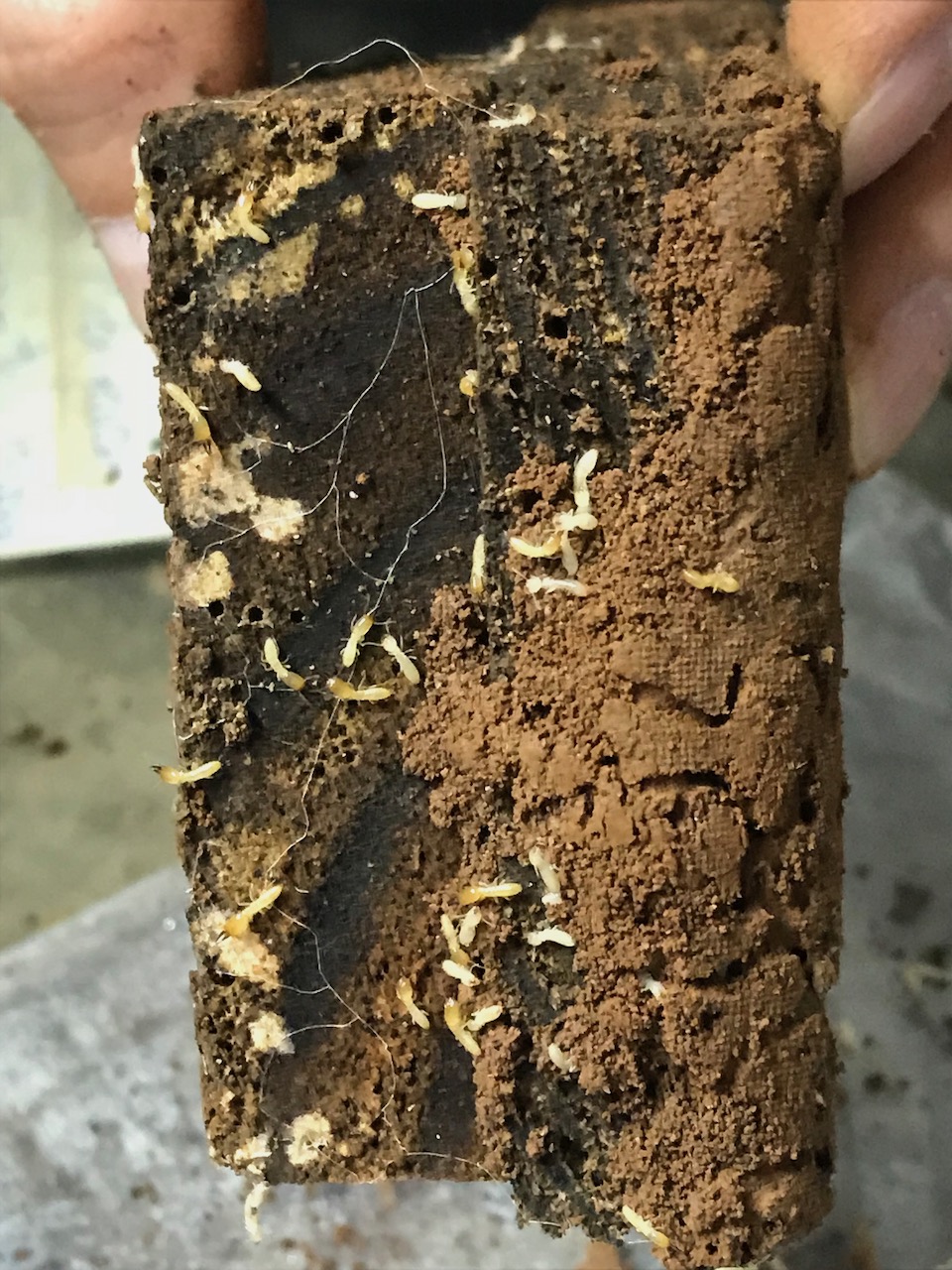 Investigación sobre termitas