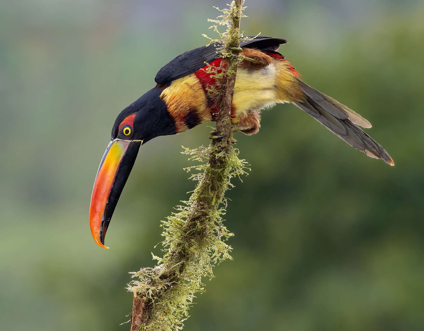 Fundación Alada realizará tercera edición del Panama Bird Festival del 20 al 23 de octubre