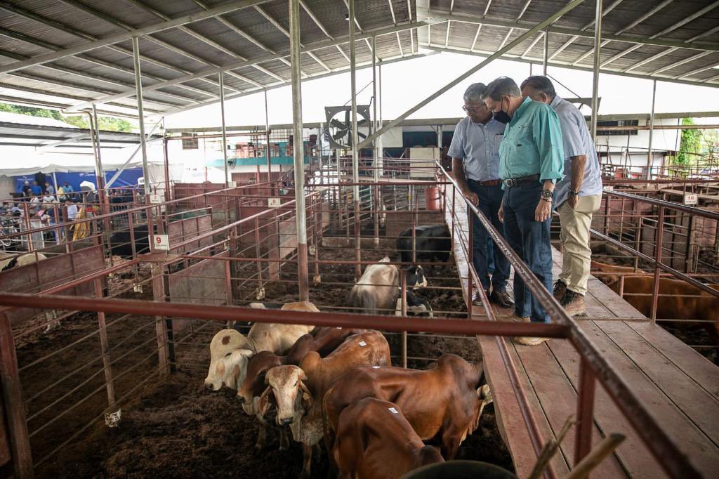 30 sementales de razas lechera recibieron pequeños ganaderos de Chiriquí