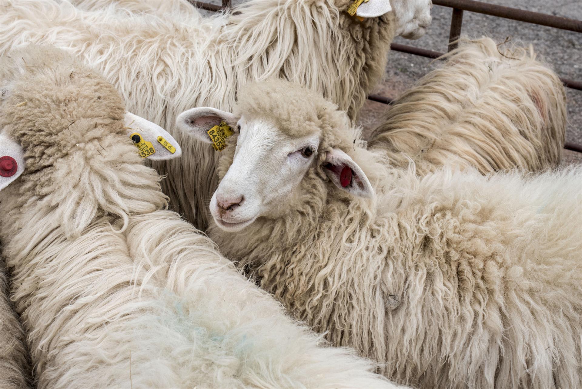 Granjeros neozelandeses protestan contra el plan para gravar los eructos de ovejas