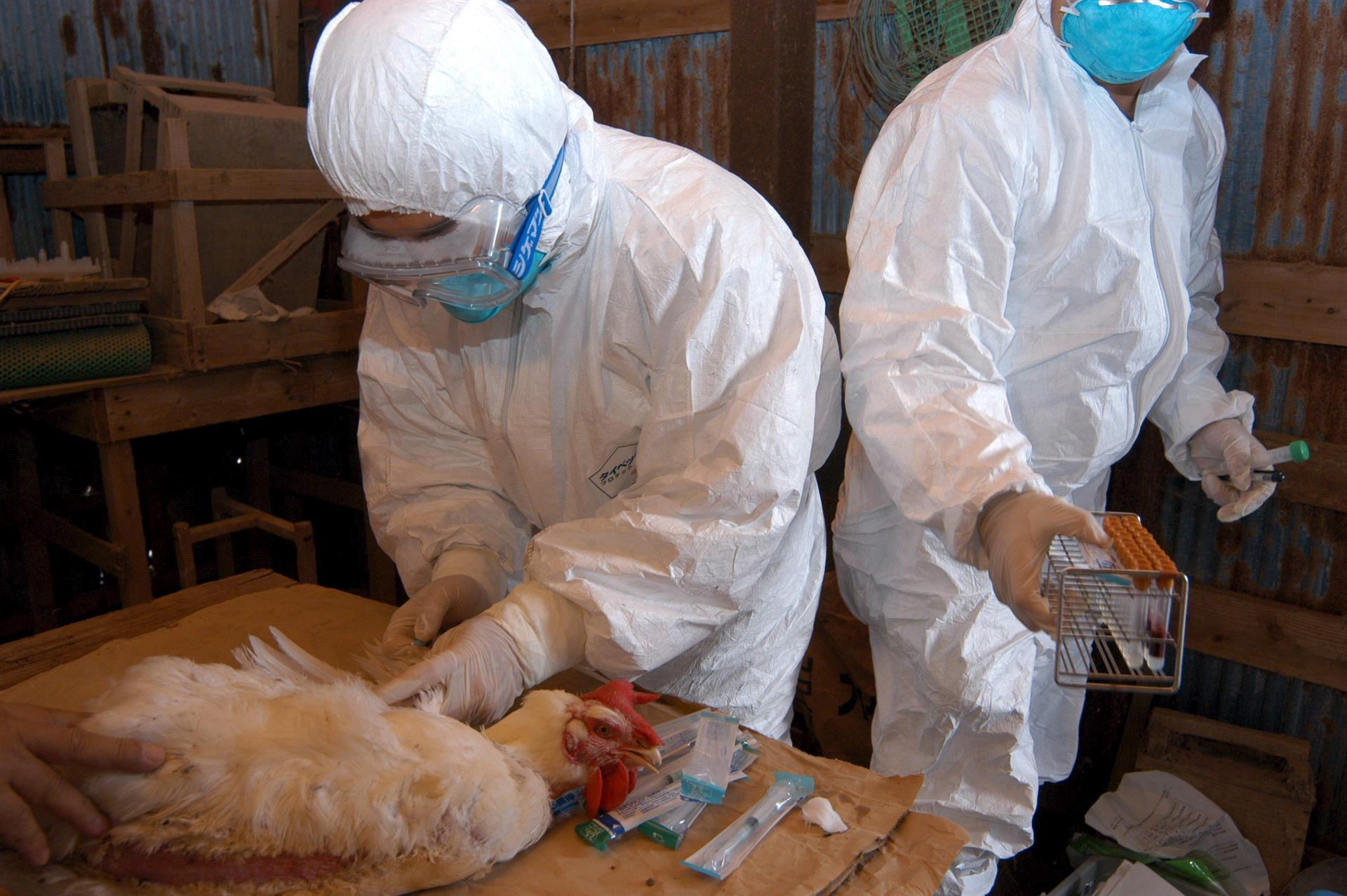 Ordenan sacrificar a unos 40,000 pollos en el oeste de Japón por gripe aviar