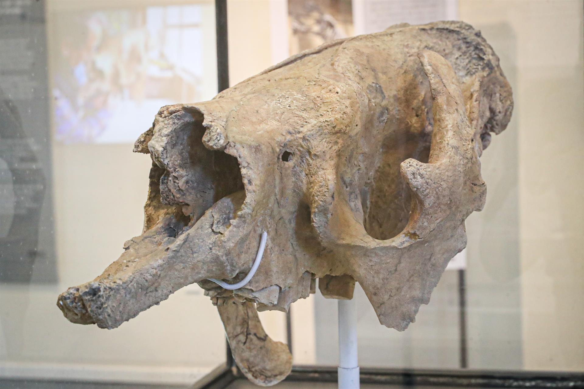 Vuelve la Edad de Hielo con un cráneo de un perezoso gigante hallado en Uruguay