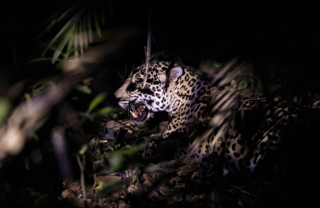 El mundo tiene una oportunidad única para asegurar la conservación del jaguar