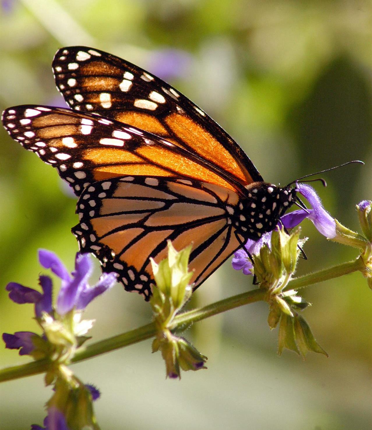 Empieza la llegada de mariposa monarca a México para su periodo de hibernación