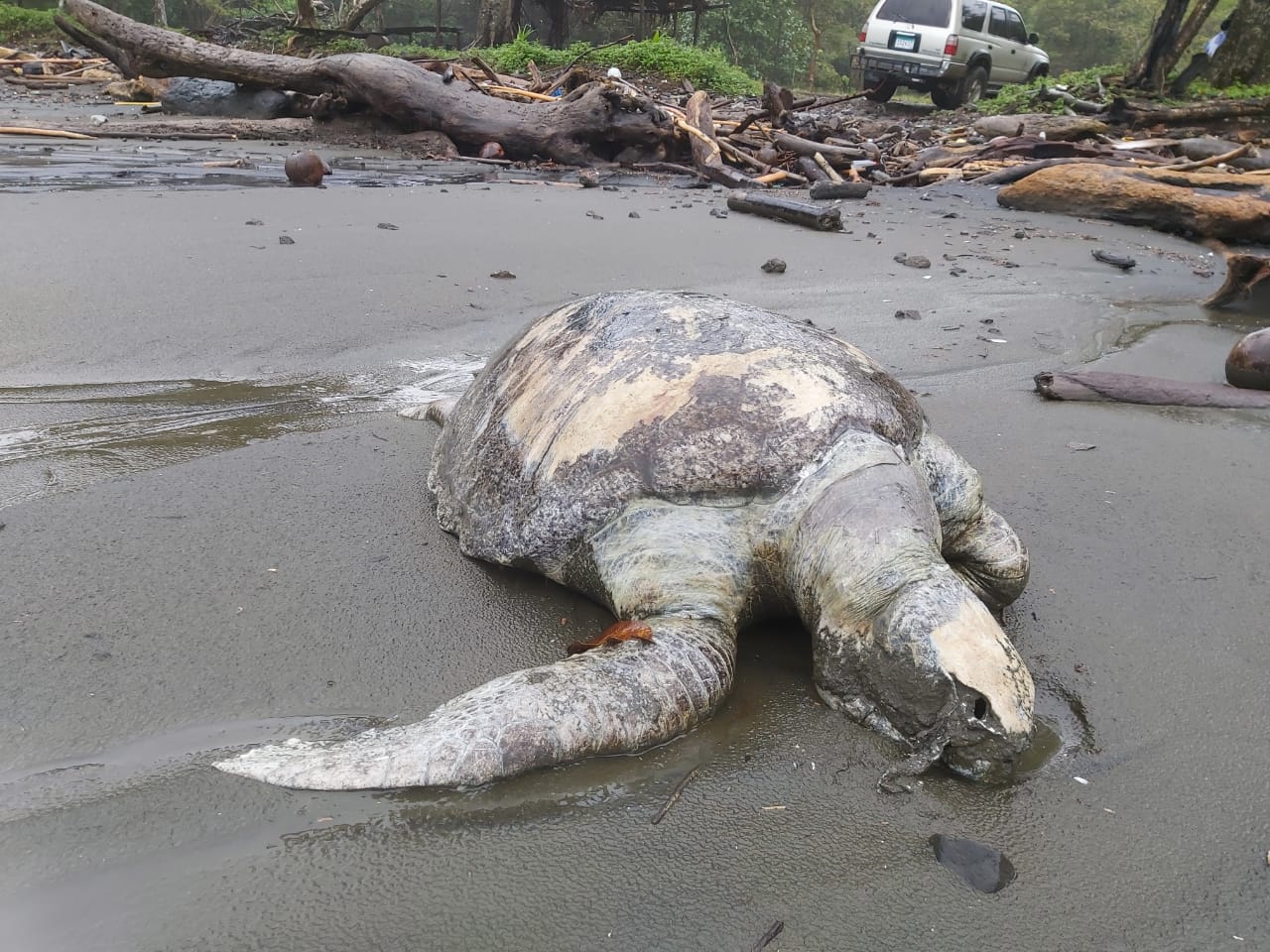 Investigan muerte de más de 100 tortugas marinas