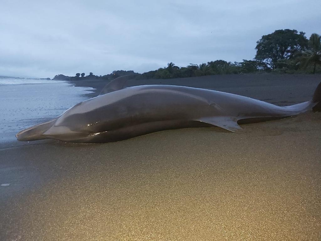 Muere delfín en las costas de Mata Oscura en Veraguas