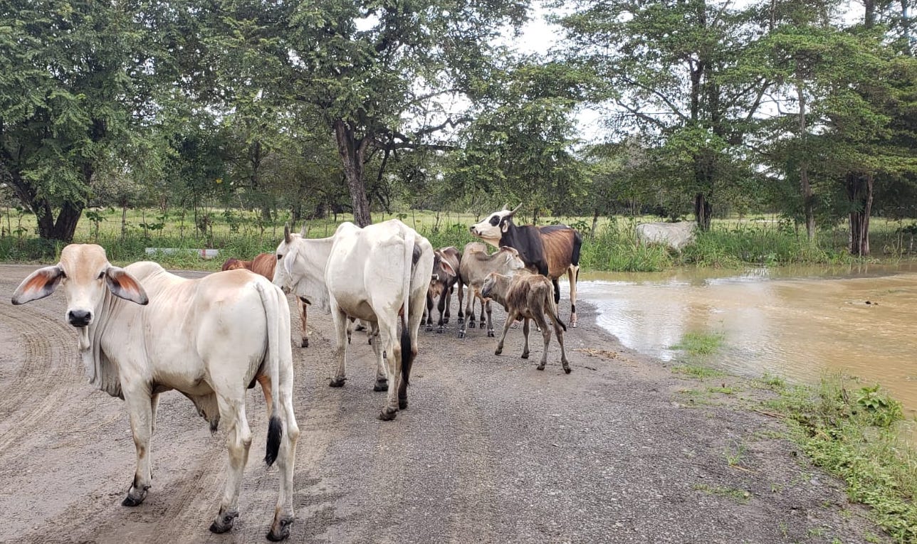 Respaldo y apoyo ha proporcionado el sector agropecuario estatal a productores afectados por lluvias