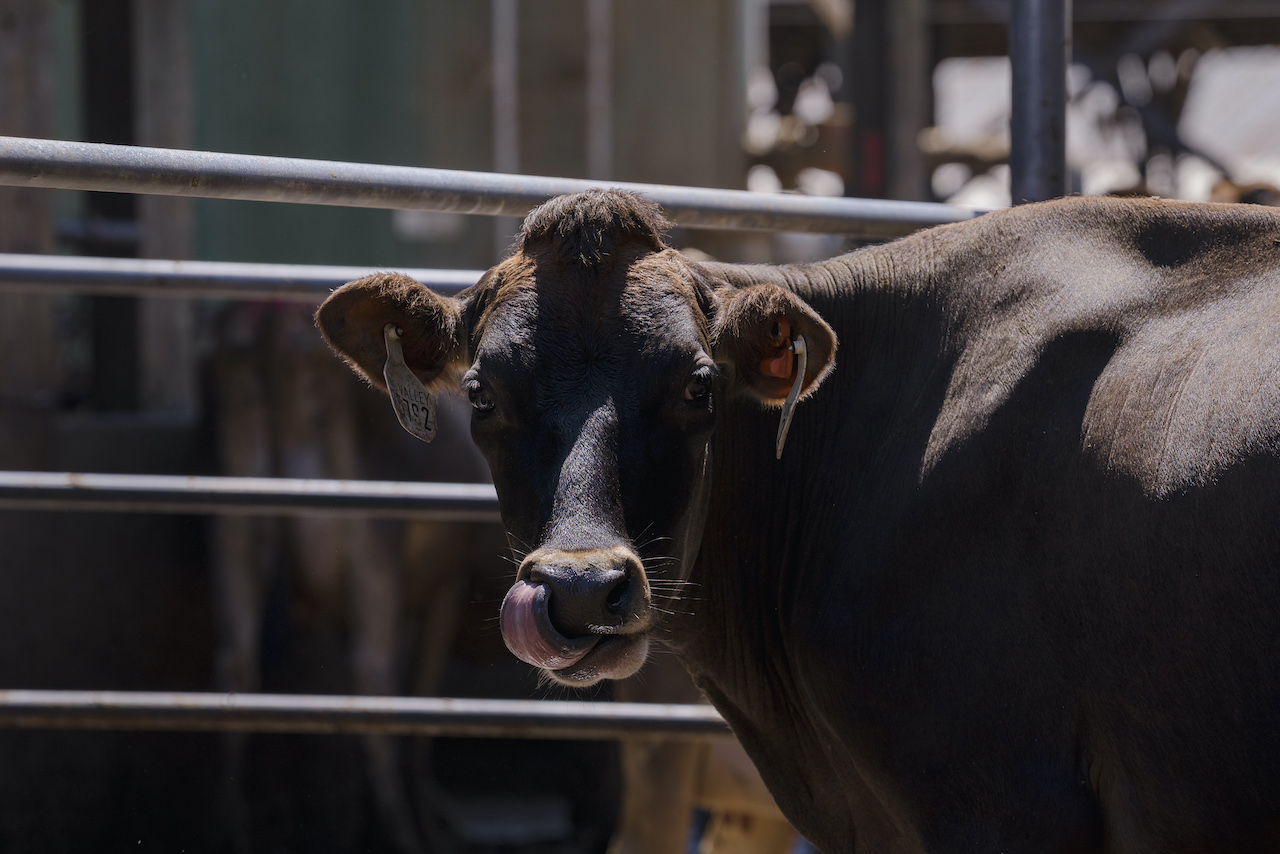 Estudio revela que el cáñamo droga a las vacas, ¿los humanos podemos beber la leche que producen?