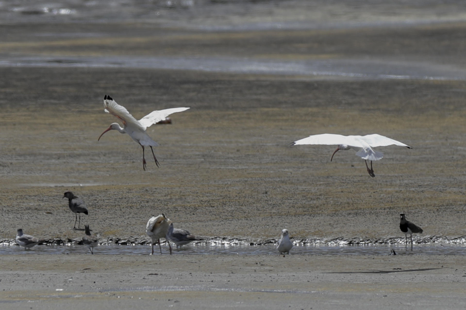 Proteger los flujos migratorios de las aves centra una inédita iniciativa en América