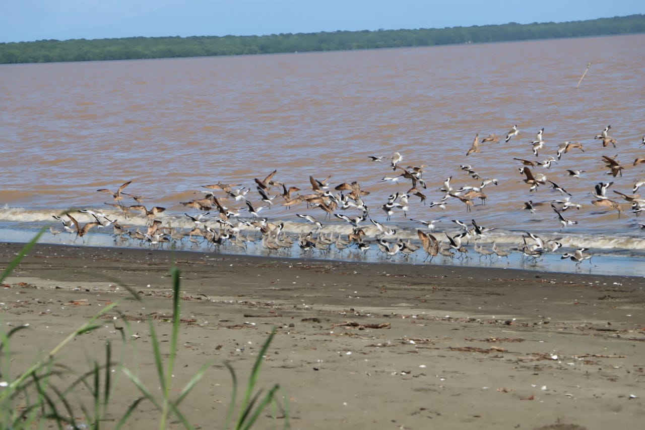 Bahía de Parita: segundo sitio más importante en Panamá para aves playeras de ruta migratoria del Pacífico