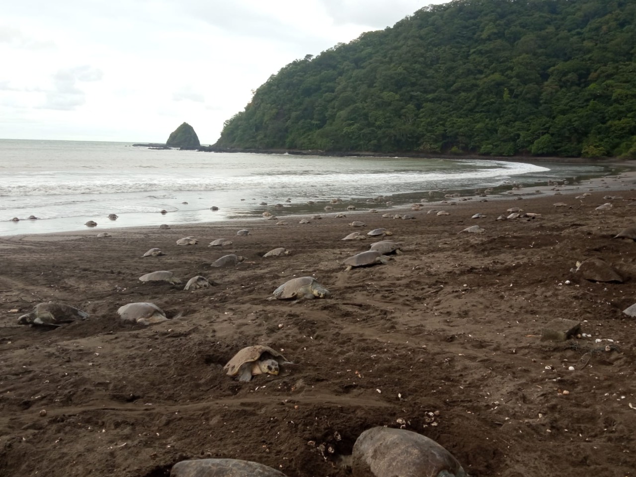 Constatan arribo de tortugas marinas a playa La Marinera en Los Santos
