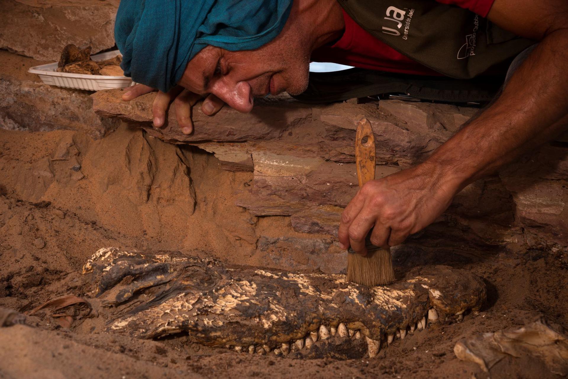 Sorpresa en una pequeña tumba egipcia: hallan diez momias de cocodrilos