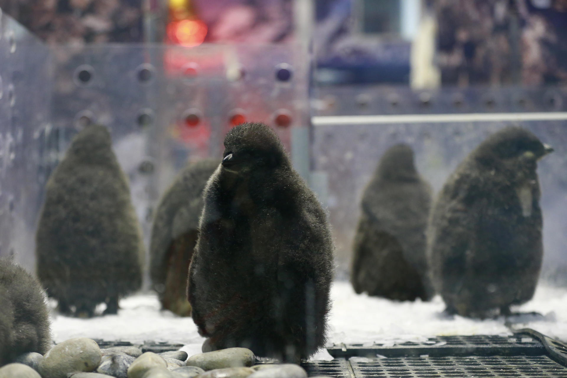 Zoológico en oeste de México cría "a mano" polluelos de pingüino Adelia
