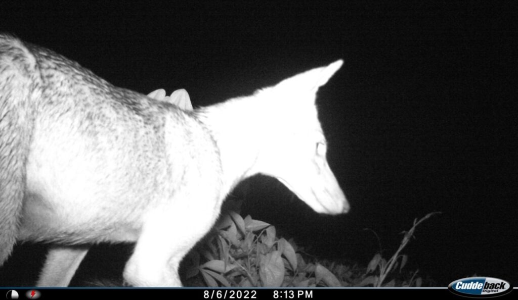 Coyotes: una especie que migró a Panamá