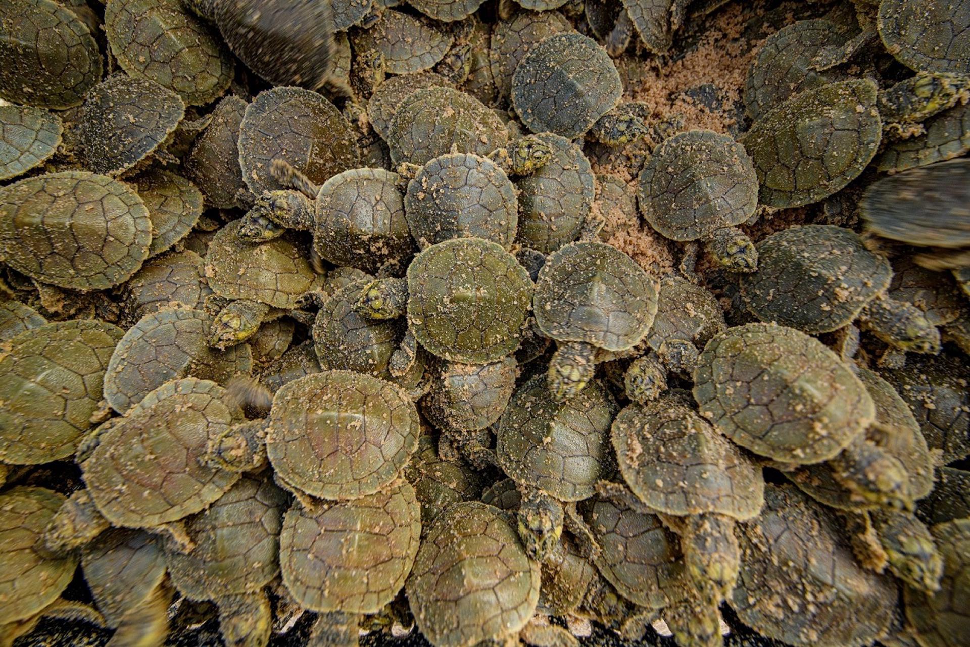 Millones de tortugas nacen tras la mayor anidación en la frontera Brasil-Bolivia