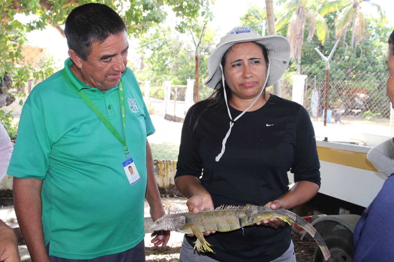 Aumenta la caza ilegal de iguana verde en Panamá Oeste