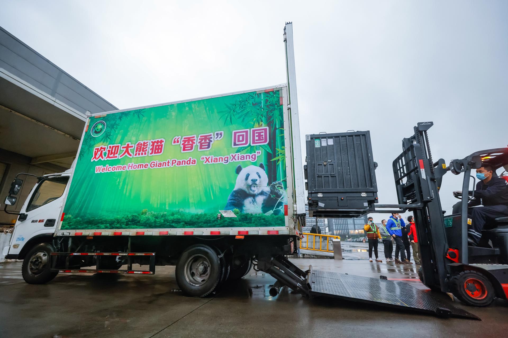 Osa panda nacida en Japón regresa a China para buscar novio