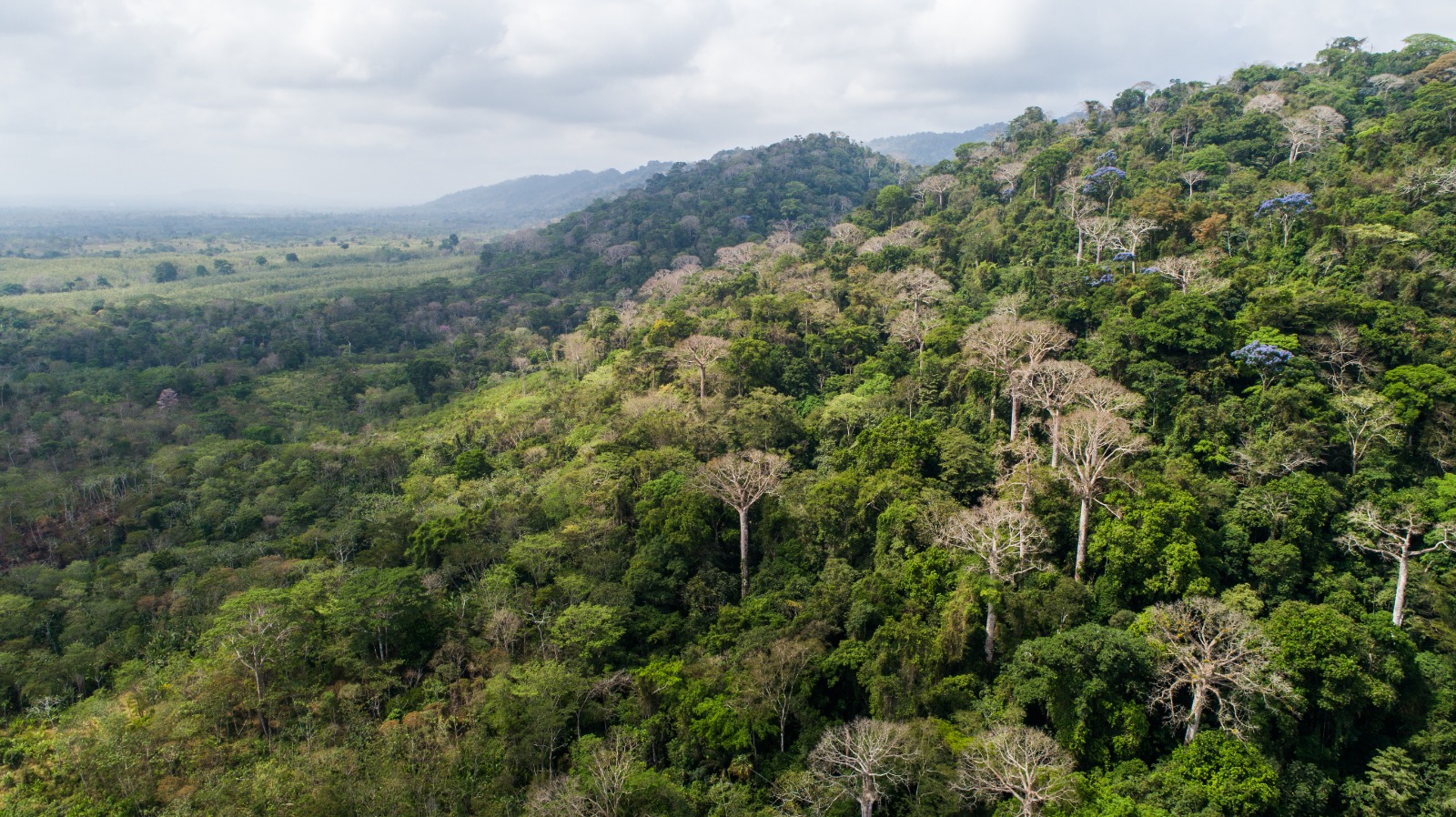 Panamá cuenta con más de 187,000 hectáreas de bosques restauradas