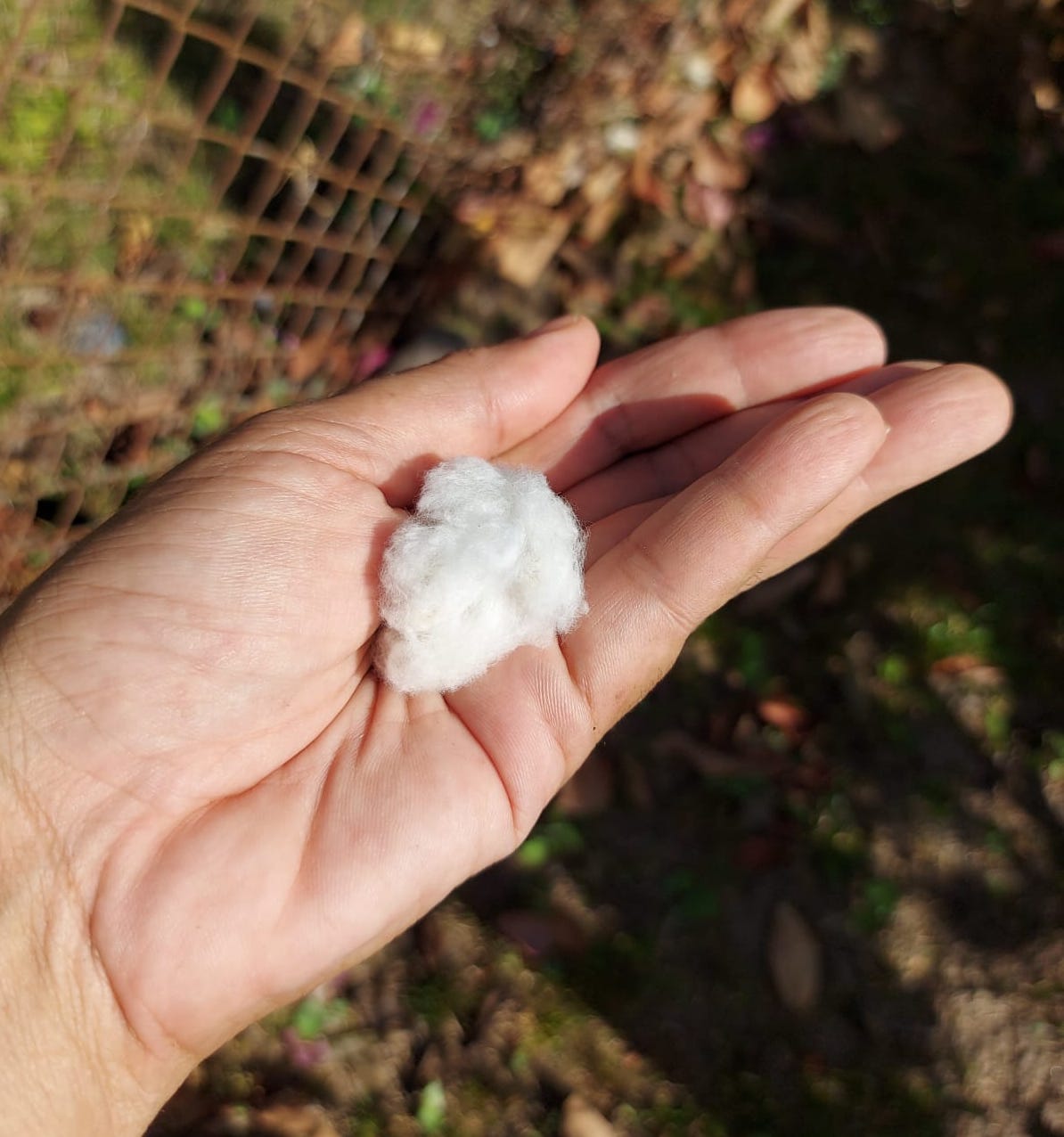 La grandeza del algodón